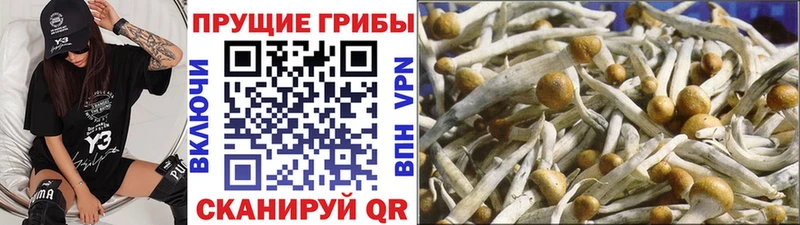 где найти наркотики Лесной Псилоцибиновые грибы Cubensis
